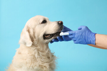 Female hands in medical gloves brushing Labrador dog teeth on blue background