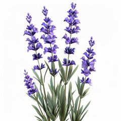 Obraz premium 3D Render, Low Poly style of lavender flowers, on isolated white background, Generative AI