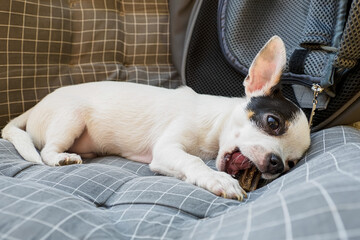 Puppy. Chihuahua. A purebred dog gnawing on a bone. Feeding pets.