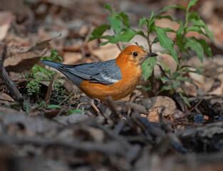 Orange headed thrush bird resting in the plumage with use of selective focus 