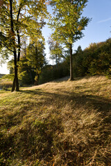 Fototapeta premium Jesień