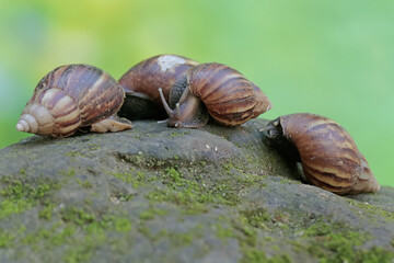 A number of escargots are foraging on the mossy ground. This mollusk has the scientific name Achatina fulica.