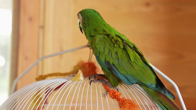 Macaw Parrot Eating Fruit Over Cage. Chestnut-Fronted Macaw Ara Severa Close Up. House Pet. South America