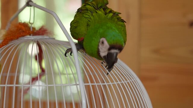 Macaw Parrot Over White Cage. Chestnut-Fronted Macaw Ara Severa Close Up. House Pet. South America