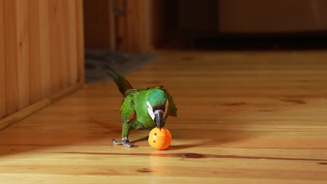 Macaw Parrot Playing With Toy Ball Indoors. Chestnut-Fronted Macaw Ara Severa Close Up. House Pet. South America