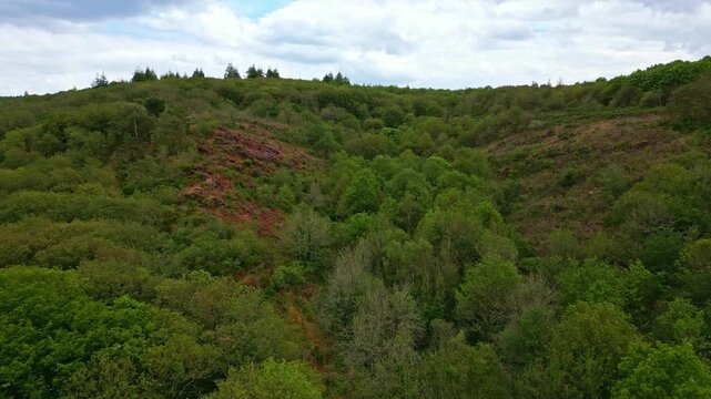Upward aerial movement above the Broc&eacute;liande forest in Vale of False Lovers or Val sans retour, Morbihan, France.