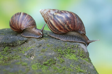 A number of escargots are foraging on the mossy ground. This mollusk has the scientific name Achatina fulica.