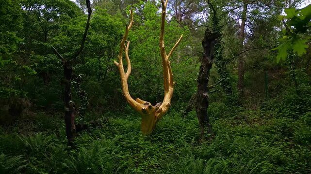 Arbre d'Or or Golden Tree in Val sans retour, Broceliande forest in Brittany, France. First-person walking view