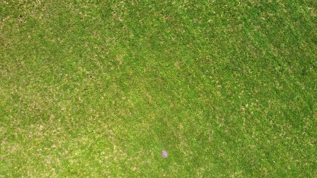 An ascending aerial view of a green field, on a sunny day
