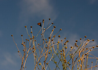 Lato © Robert