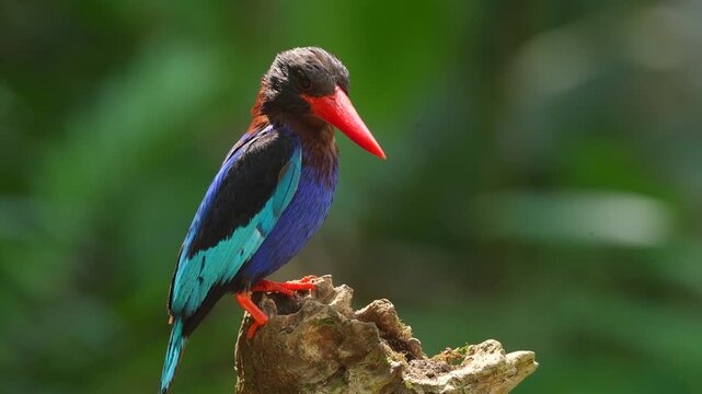 the activity of a beautiful bird called Javan kingfisher is enjoying the afternoon while perched on dry wood