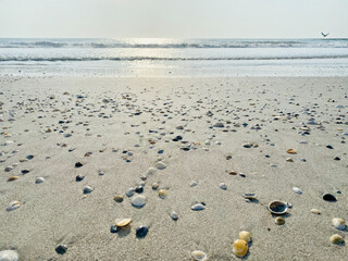 A view of the ocean with seashells covering the sand
