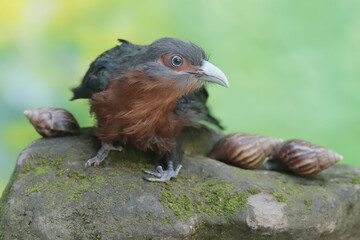 A young chestnut-breasted malkoha is hunting for escargots on the mossy ground. This beautifully colored bird has the scientific name Phaenicophaeus curvirostris.