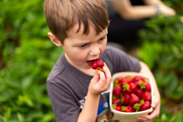 Young boy eating strawberries in field while picking