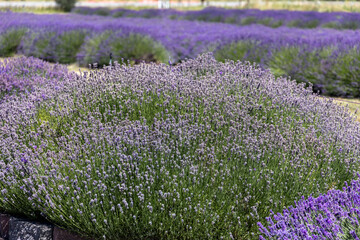 Naklejka premium Lavender fields in full bloom at the Sequim Lavender Festival