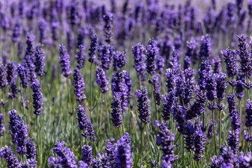 Naklejka premium Dense field of blooming lavender (Lavandula), vibrant purple