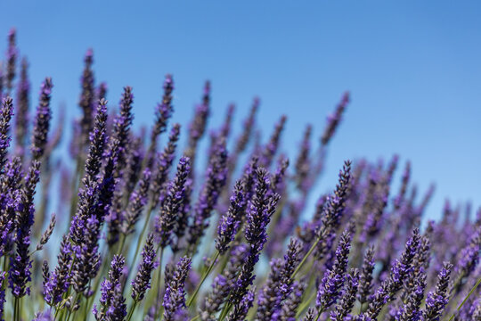 Lavender blooms against a blue sky showing vibrant purple blooms