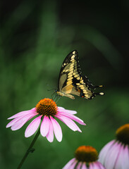 Close up of swallowtail butterfly feeding from a flower in garden.