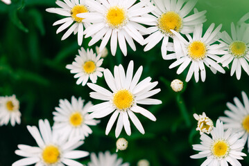 Close-up of blooming white daisies with yellow centers, over gre