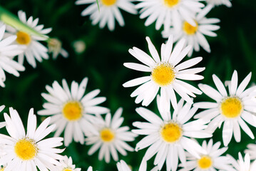 Fototapeta premium Close-up of blooming white daisies with yellow centers, over gre