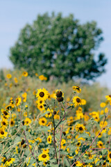 Field of blooming yellow sunflowers under a clear blue sky.