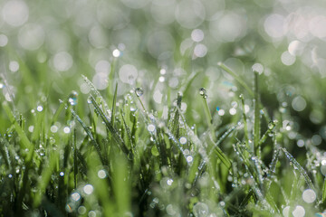 Morning dew with a bokeh filled background