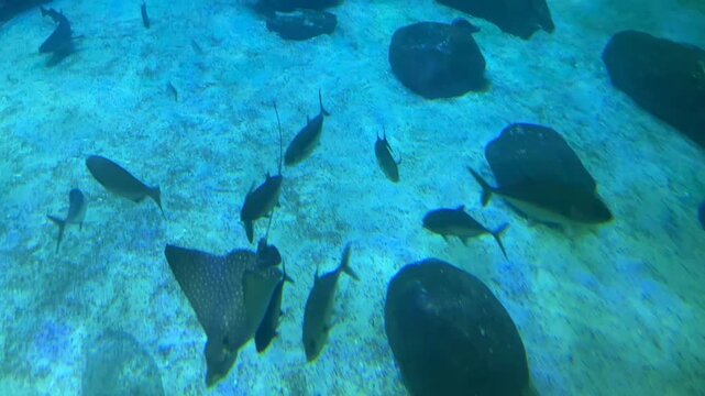 MANTA RAY Stingray swimming WITH FISH. Aquatic aquarium diving fishes. Clear blue bright water