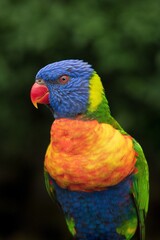 rainbow lorikeet parrot