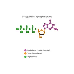 Deoxyguanosine triphosphate (dGTP) skeletal structure schematic illustration, Nucleoside molecule.