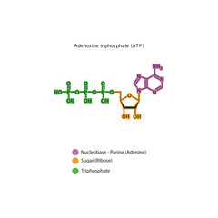 Adenosine triphosphate (ATP) skeletal structure schematic illustration, Nucleoside molecule.