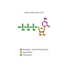 Cytidine triphosphate (CTP) skeletal structure schematic illustration, Nucleoside molecule.