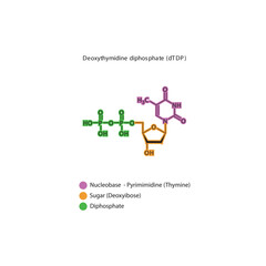 Deoxythymidine diphosphate (dTDP) skeletal structure schematic illustration, Nucleoside molecule.