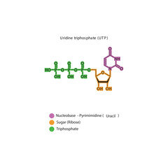 Uridine triphosphate (UTP) skeletal structure schematic illustration, Nucleoside molecule.