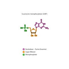 Guanosine monophosphate (GMP) skeletal structure schematic illustration, Nucleotide molecule.