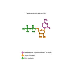 Cytidine diphosphate (CDP) skeletal structure schematic illustration, Nucleoside molecule.