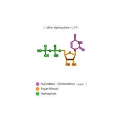 Uridine diphosphate (UDP) skeletal structure schematic illustration, Nucleoside molecule.
