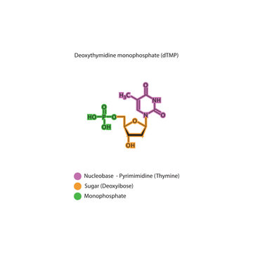 Deoxythymidine monophosphate&nbsp;(dTMP) skeletal structure schematic illustration, Nucleotide molecule.
