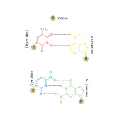 Diagram showing hydrogen bonds between DNA nitrogenous bases - Cytidine, Guanosine, Adenosine, Thymidine. simple schematic illustration.