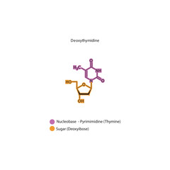 Deoxythymidine skeletal structure schematic illustration, Nucleoside molecule.