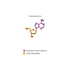 Deoxyadenosine skeletal structure schematic illustration, Nucleoside molecule.