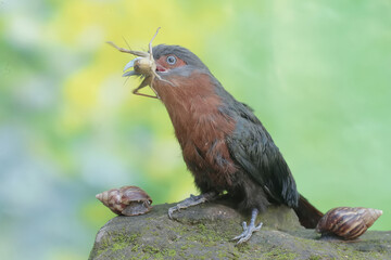 A young chestnut-breasted malkoha is preying on a grasshopper. This beautifully colored bird has the scientific name Phaenicophaeus curvirostris.