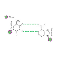 Diagram showing hydrogen bonds between DNA nitrogenous bases - Thymidine and Adenosine, simple schematic illustration.