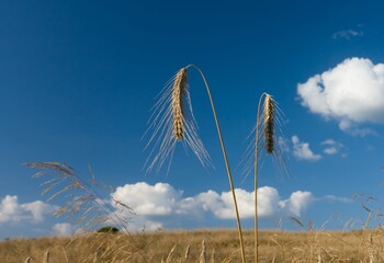 Kłosy zboża © Robert