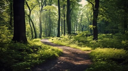Fototapeta premium Sunlit Forest Path