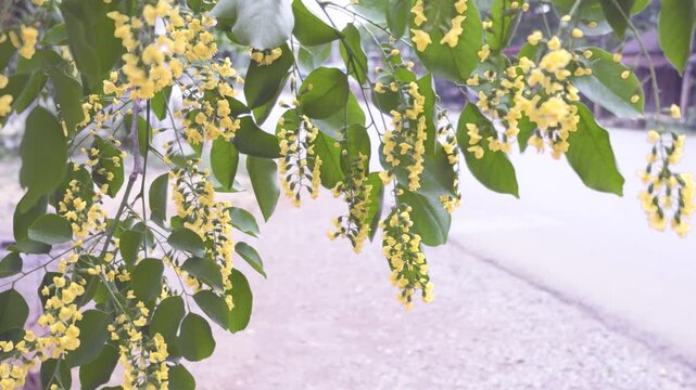 Bright yellow flowers of padauk bloom along the roadside.