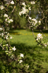 Blooming Apple tree branches with white flowers close-up.