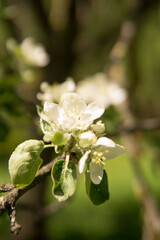 Blooming Apple tree branches with white flowers close-up.