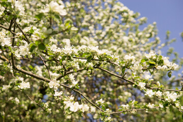 An apple tree in a blooming park, the general plan.Blooming branches of an apple tree with white flowers, a background of spring nature