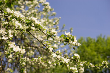 An apple tree in a blooming park, the general plan.Blooming branches of an apple tree with white flowers, a background of spring nature