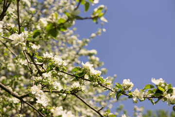 An apple tree in a blooming park, the general plan.Blooming branches of an apple tree with white flowers, a background of spring nature